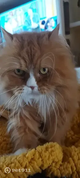 Gato perdido, Algeciras — se llama Bubi - photo