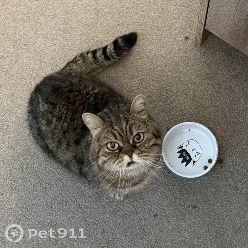 Lost male cat, Londolozi Street, 17, Cape Town — friendly with a short coat - photo