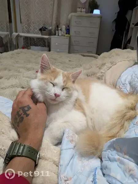 Lost cat, male, Smith Avenue, 86, Northern Beaches Council, Curl Curl — missing since 4 am - photo