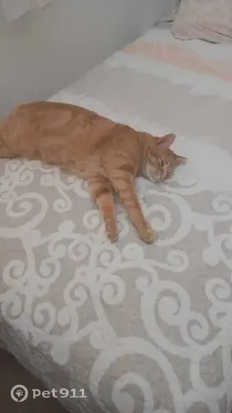Gato perdido, hembra, Somosierra, Segovia — color naranja y un ojo afectado - photo