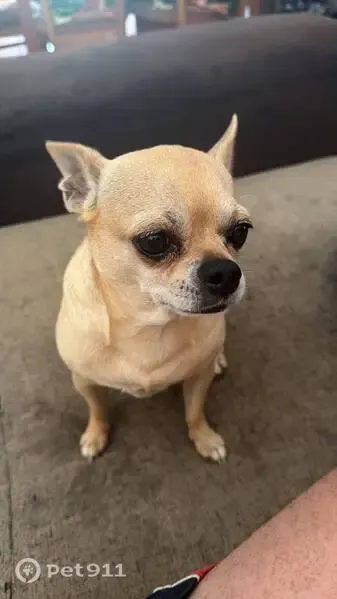 Perro perdido, Valdorros, Castilla y León, Torrelavega — a veces cojea de la pata trasera derecha - photo