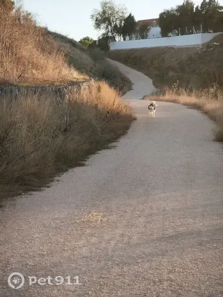 Encontrado perro, Camino de la Alvega, Alcalá de Henares - photo