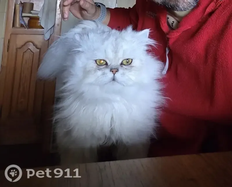 Gato perdido, Carretera de Castiello, 419, Gijón — persa blanco y delgado - photo