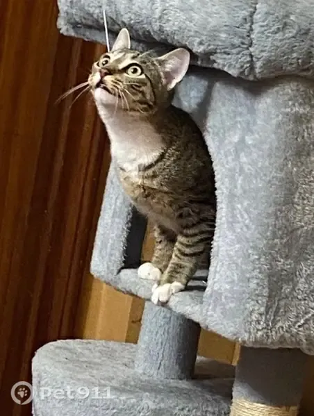 Gato perdido, hembra, Calle del Alto de Amara, 5, Donostia / San Sebastián, San Sebastian — complexión delgada - photo