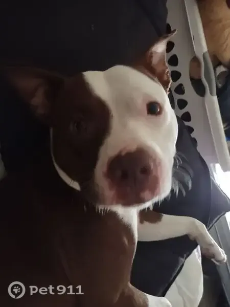 Lost dog, male Pit Bull, North Sunset Drive, Mount Dora, Orlando — brown and white - photo