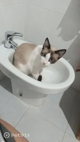 Gato perdido, Calle Julio Cienfuegos Linares, 15, Badajoz — blanco con tonos marrón claro - photo