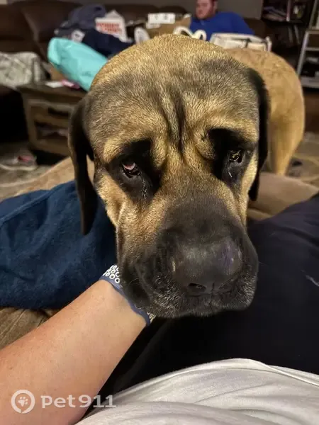 Lost Dog, male, Fox Bend Lane, 12788, Olive Branch, Olive Branch — very big - photo