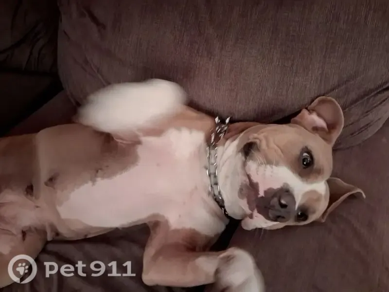 Lost dog, female, Parker Street, 186, Sarnia, Port Huron — tan with white patches - photo