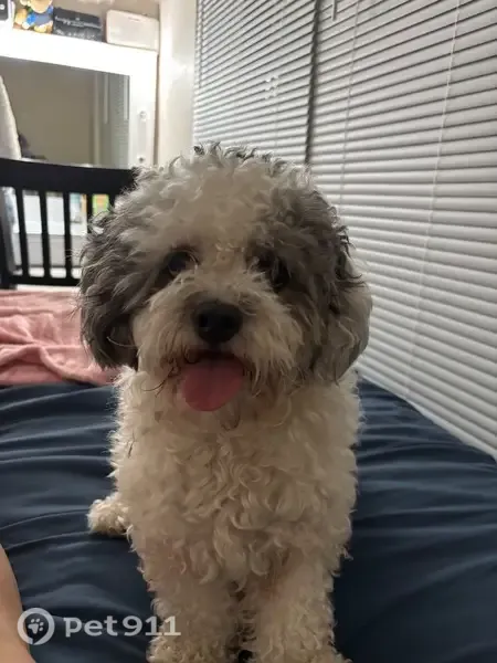 Lost male dog, North Lamar Street, 1907, Dallas — green around his neck - photo