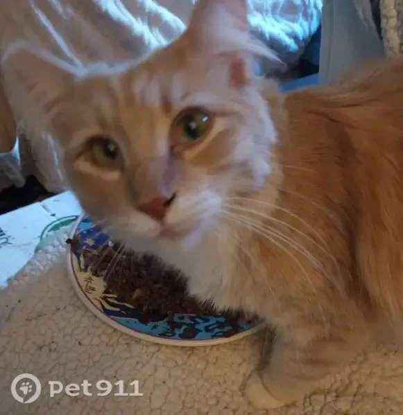 Lost cat, male, Effinger Street, 730, Las Vegas — friendly and neutered - photo