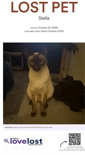 Lost cat, Broadgait Brae Road, 208, Cary — friendly Siamese female - photo