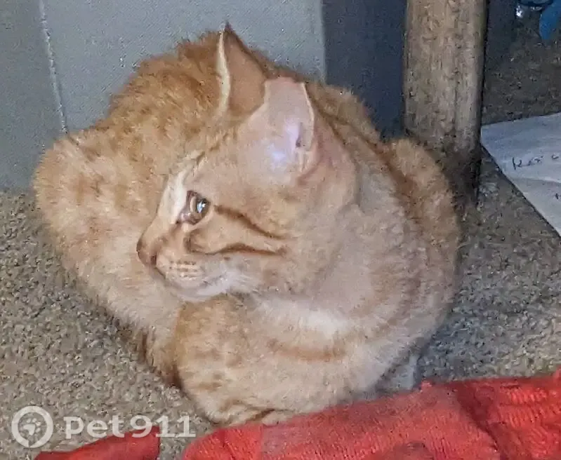Lost cat, Del Coronado Way, 7404, Sacramento — small orange male, 5 months old - photo