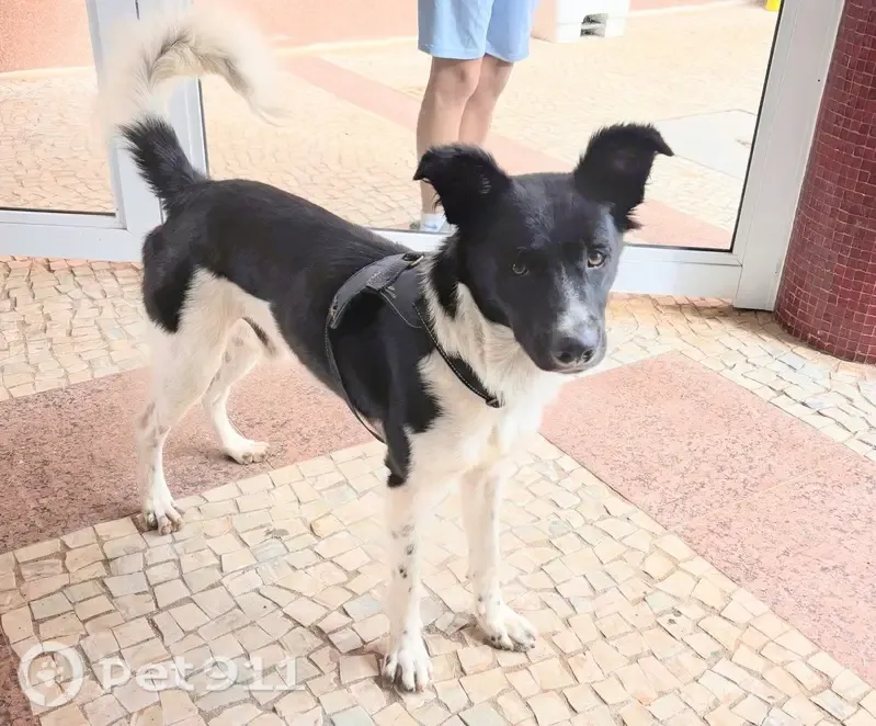 Encontrado cachorro macho, Alameda Europa, 120 — porte médio e parecido com border collie - photo