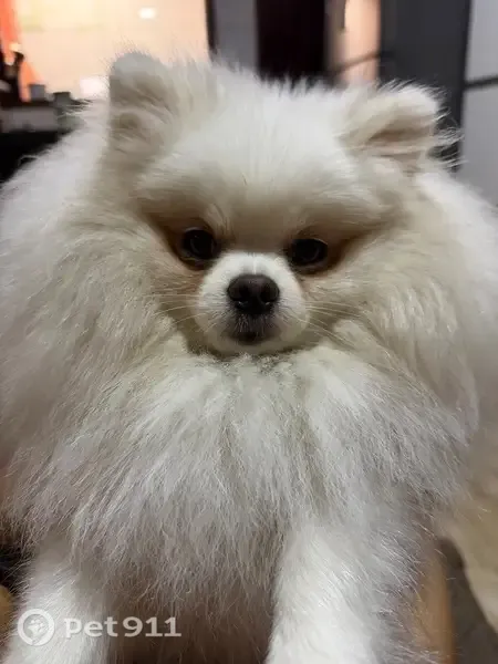 Cachorro perdido, Jacareí, São Paulo — fêmea - photo