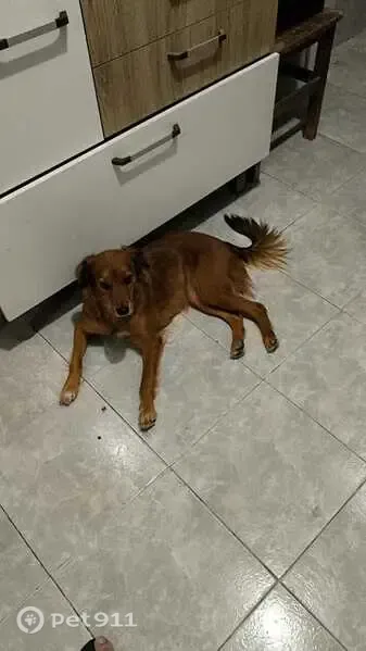 Cachorro perdido, Rua Projet A Jrd Piedade, 9, Rio de Janeiro — fêmea muito medrosa - photo