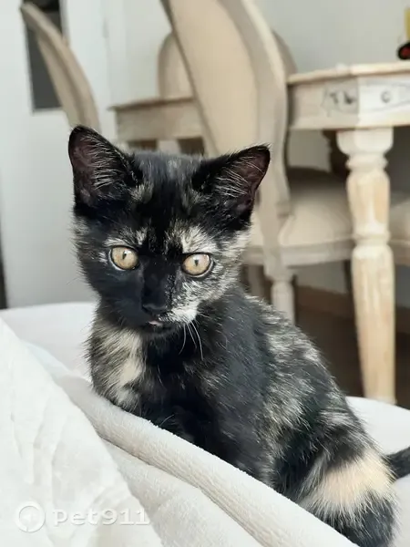 Gato perdido, Calle de Enrique Granados, 8, Móstoles, Madrid — 3 meses y muy asustado - photo