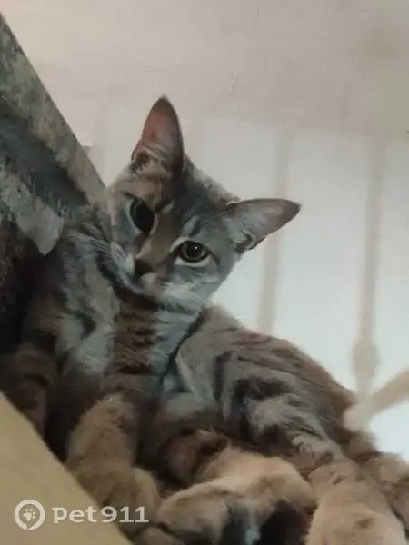Gato perdido, Calle Sierra de Bacares, Almería — 7 meses y rayas blancas - photo