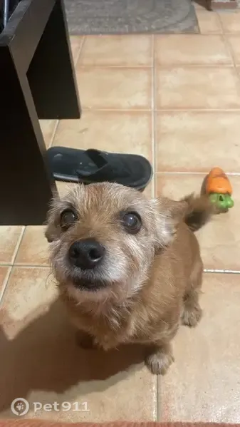 Perro perdido, Coín, Andalucía, Barcelona — marrón con canas - photo
