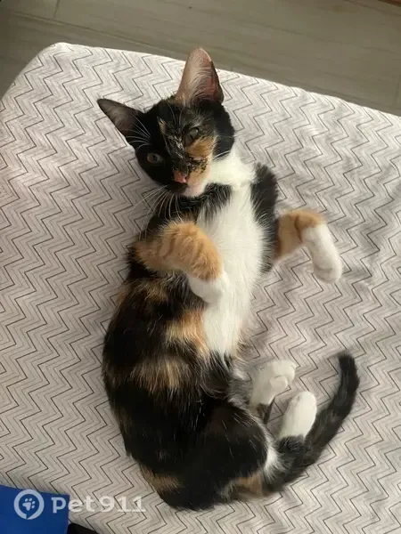 Gato perdido, Carrer de Sant Francesc, 1, Inca — calicó de aproximadamente 4 meses - photo