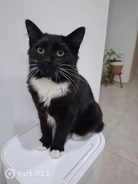 Lost male cat, Louis Street, 6, Cumberland City Council, Granville — 8 months old - photo