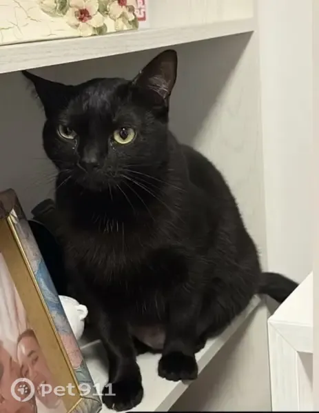 Gato perdido, hembra, Pasaje Rio Ribota, 1, Torremolinos — negra y cariñosa - photo