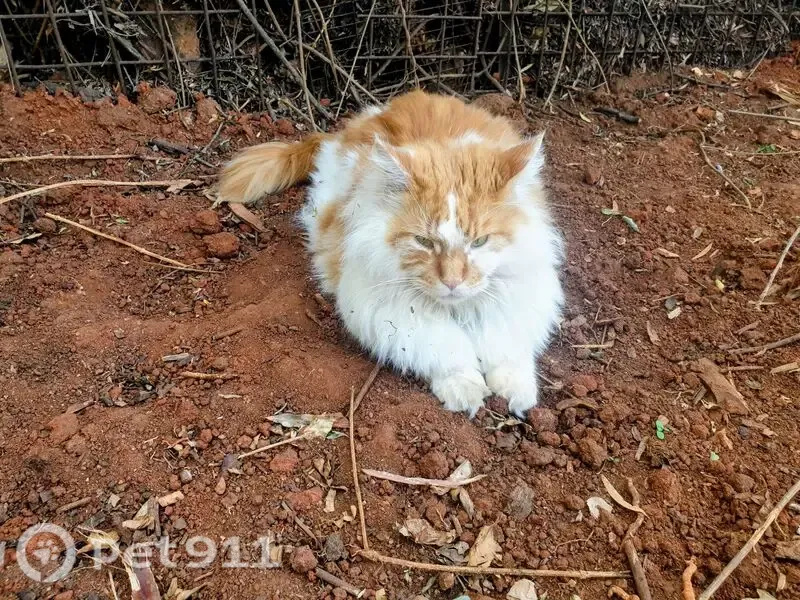 Lost cat, Galway Road, 31, Johannesburg — male Maine Coon with kidney problems - photo