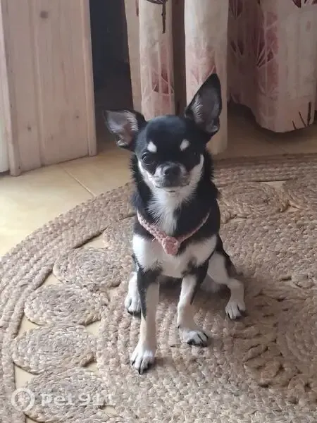 Perro perdido (hembra), Tabernas, Andalucía, Nijar — chihuahua negra con manchas blancas - photo