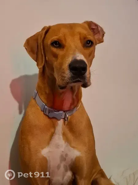 Lost dog, Galong Place, Armadale — female with a white chest patch - photo