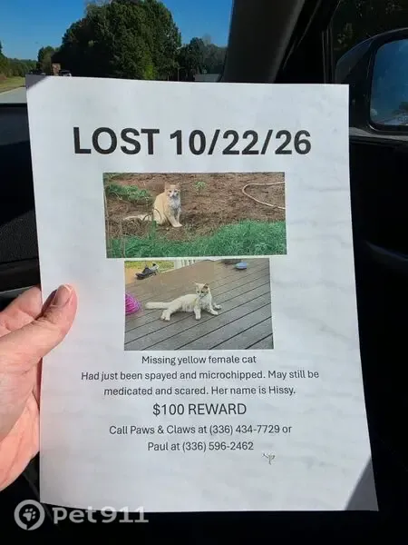 Lost cat, Archdale, North Carolina, Lexington — female, yellow with white stomach - photo