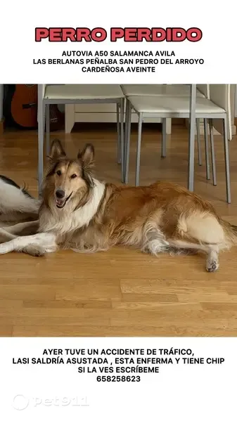 Perro perdido, Las Berlanas, Castilla y León, Avila — hembra muy amigable - photo