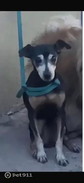 Perdido perro, Circuito F. Carbonel, 2749, Chihuahua — es sordo y ve muy poco - photo