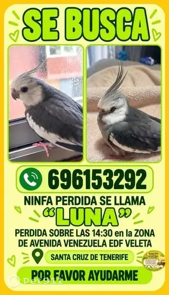 Ave perdida, Doctor Salvador Pérez Luz, 2, Santa Cruz de Tenerife — gris y blanca, escapada por la ventana - photo