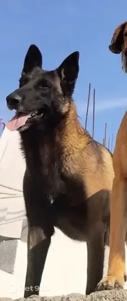 Perdido perro, Avenida Circunvalación, Guadalupe — cara negra y cuerpo café oscuro - photo