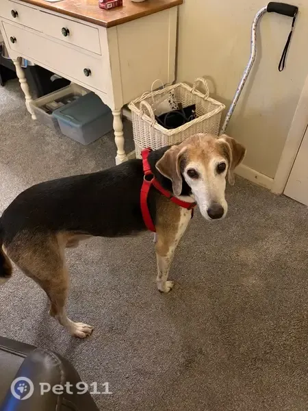 Lost dog, Osborne Road, 504, Winston-Salem — male with long legs - photo