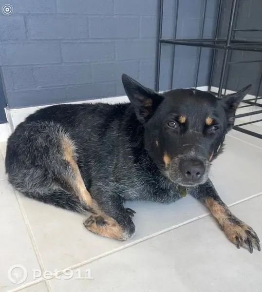 Lost dog, Curl Curl — male rescue dog with a deformed back paw - photo
