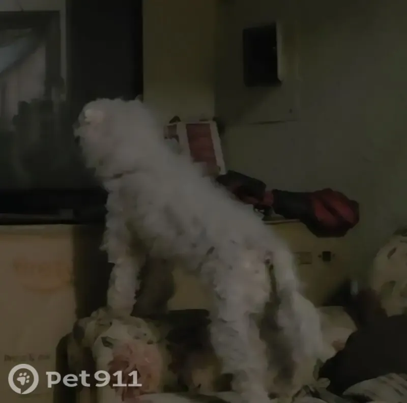 Lost dog, Primrose Drive, 1021, Waco — male white toy poodle - photo