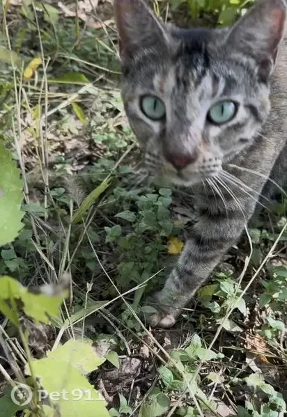 Lost cat, West Koenig Lane, Austin — female with brown stripes - photo