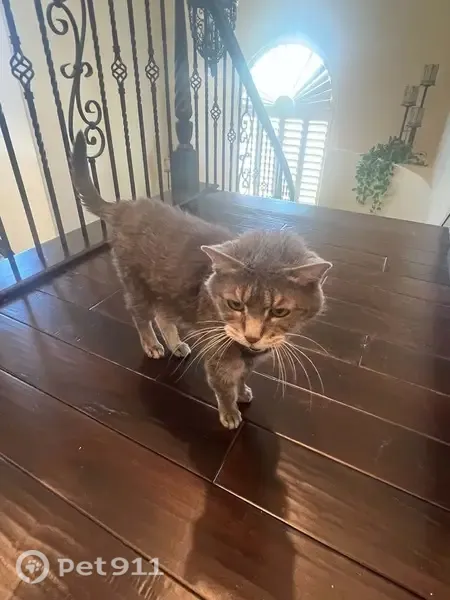 Lost cat, Foxhall Road, 653, Henderson — elderly and very friendly - photo