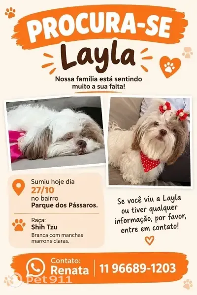 Cachorro perdido, Praça do Patriarca, 62 — fêmea - photo