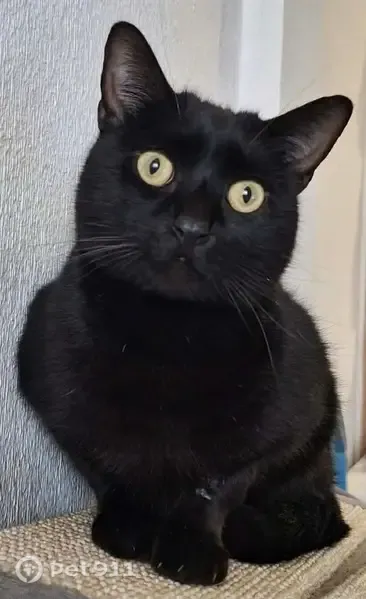 Gato perdido, Avenida Asociación Victimas del Terrorismo, 225, Torrevieja — maullador y asustadizo - photo