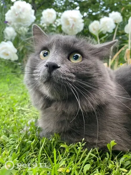 Зникла кішка, Балтійська вулиця, Дніпро — кастрований сірий котик - photo