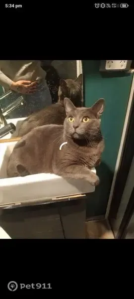 Lost cat, Cessnock, New South Wales, Aberdare — male, all grey - photo