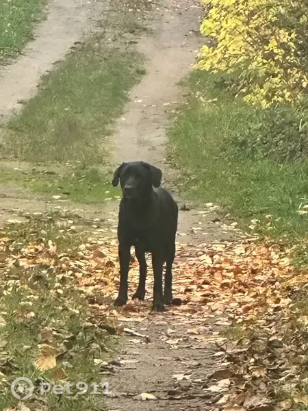 Знайдена собака, Ясногородка — молода, добра та полохлива - photo