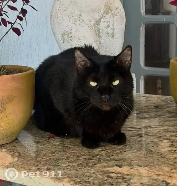 Gato perdido, fêmea, Shtq - 1 Etapa Q 3 Conjunto 2, 16 — 10 anos - photo