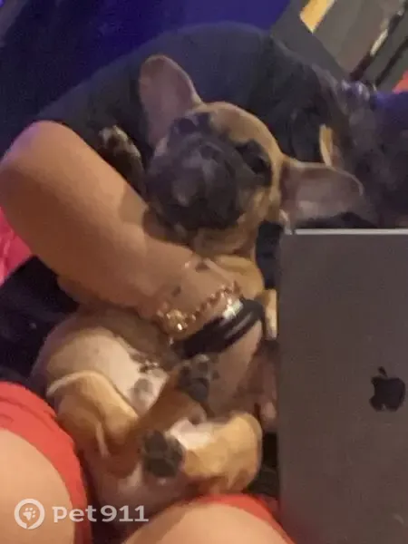 Lost dog, Washington Avenue, 174, Wheatley Heights, Manhattan — friendly male - photo