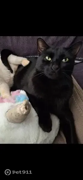 Gato perdido, Lugar Sector 25, 8, Torrevieja — macho negro, muy asustadizo - photo