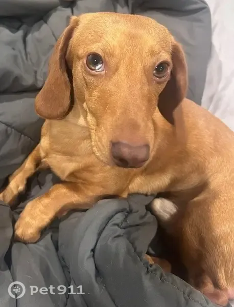 Lost dog, Polk Avenue, San Diego — male tan dachshund - photo