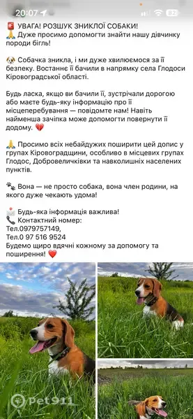 Зникла собака, Юріївка, Кіровоградська область, Юр'ївка — дівчинка зі шрамом на правій щоці - photo