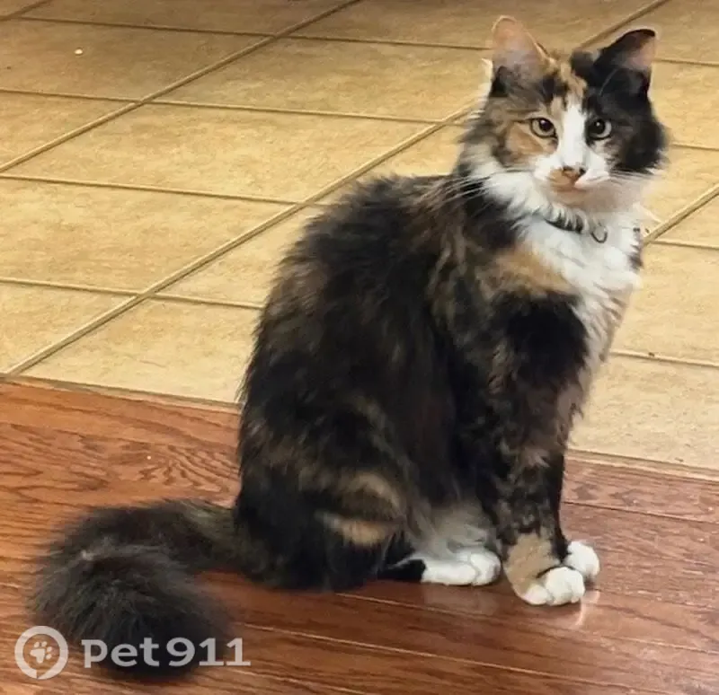 Lost cat, Quail Ridge Road, Elmore, Arlington — female calico with crossed eyes - photo