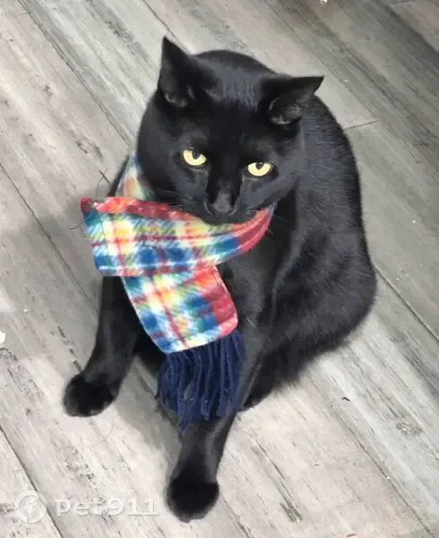 Lost cat, Erringer Road, 1291, Simi Valley — female with a white tummy spot - photo